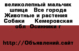 великолепный мальчик шпица - Все города Животные и растения » Собаки   . Кемеровская обл.,Осинники г.